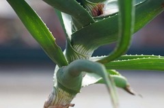 Aloiampelos striatula