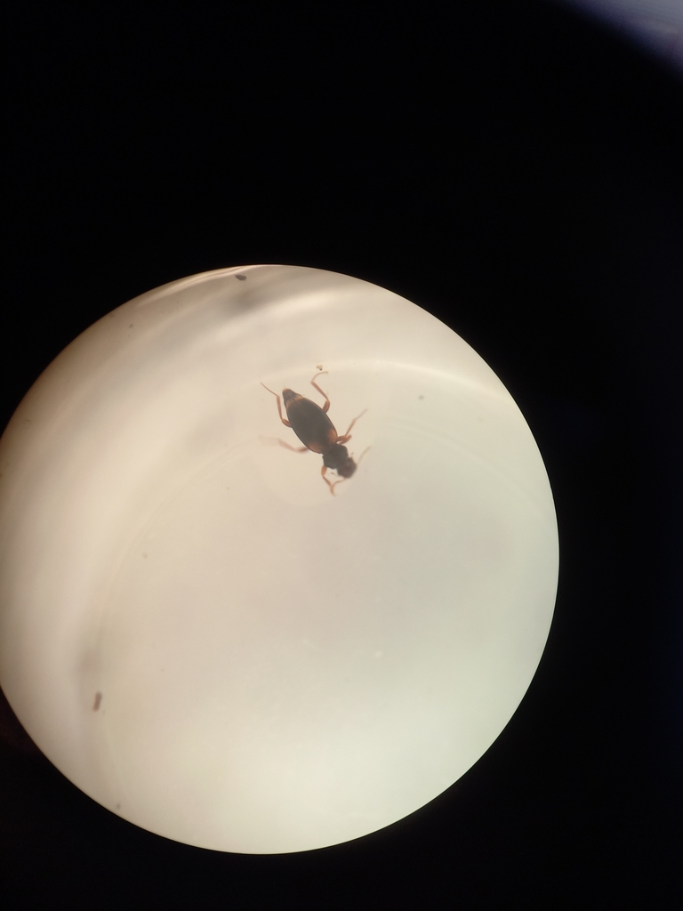 Orchymontia