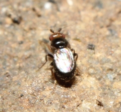 Pterogramma palliceps