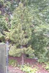 Sciadopitys verticillata