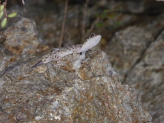 Phyllodactylus unctus
