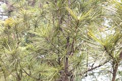 Sciadopitys verticillata