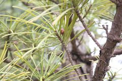 Sciadopitys verticillata