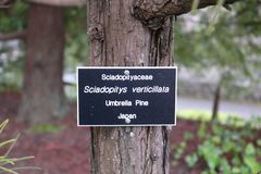 Sciadopitys verticillata