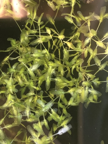 Lemna trisulca iNat (2)