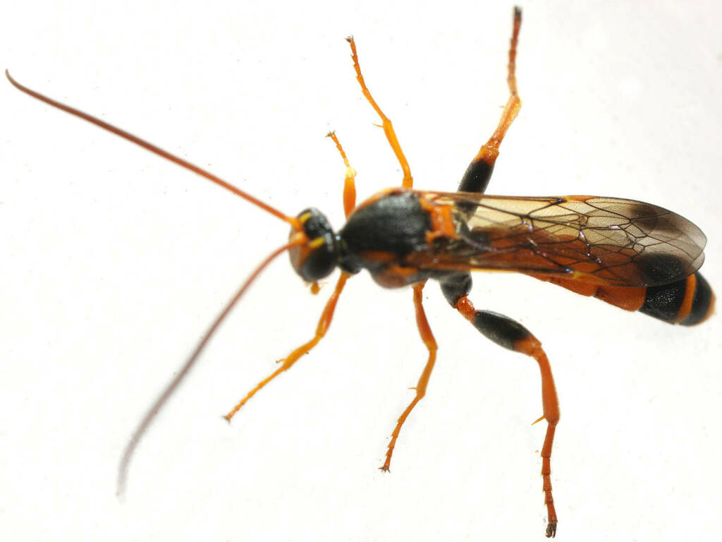 Metopius michaelseni