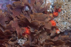 Flustra