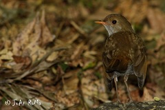 Catharus aurantiirostris