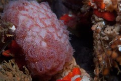Aplidium flavolineatum