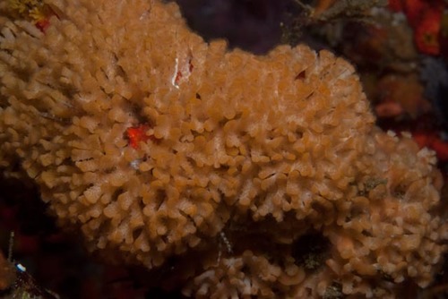 Nevianipora pulcherrima