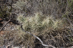 Cylindropuntia tunicata