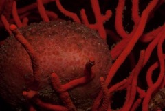 Pseudodromia latens