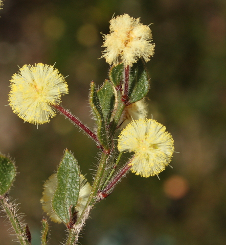 Acacia crispula