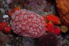 Aplidium flavolineatum