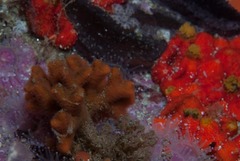 Margaretta levinseni