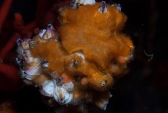 Austromegabalanus cylindricus