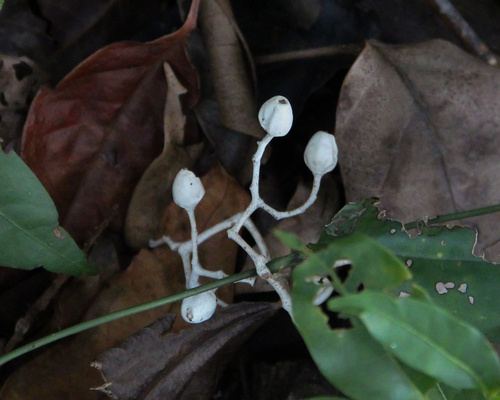 Sparattanthelium botocudorum (Sparattanthelium botocudorum)
