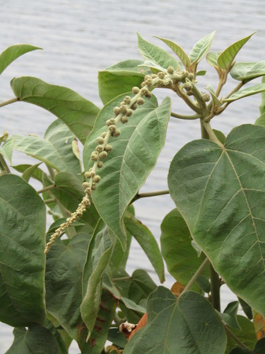 Image of Croton draco by (c) Adrianh M. Orozco, some rights reserved (CC BY)
