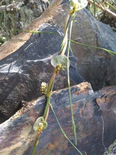 Image of Anredera Ramosa (Anredera ramosa) by no rights reserved