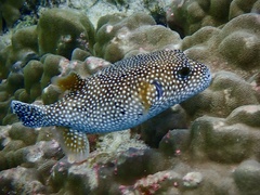 Guineafowl Puffer photo 2