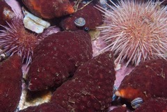 Alcyonidium nodosum