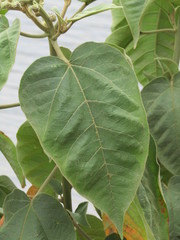 Croton draco