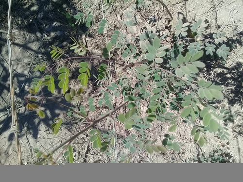 Erythrostemon palmeri