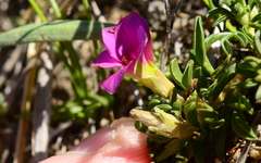 Oxalis hirta