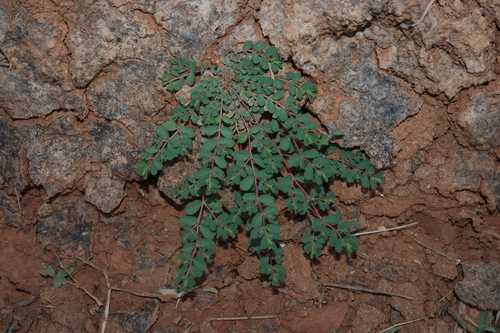 Caustic Spurge (Euphorbia drummondii)