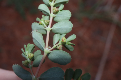 Image of Euphorbia drummondii by (c) Thomas Mesaglio, some rights reserved (CC BY)