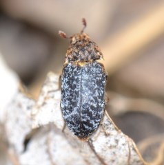 Dermestes