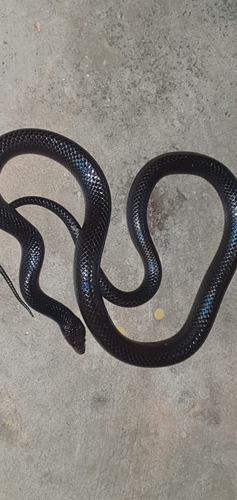 Black False Boa