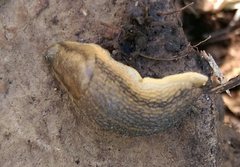 Arion fasciatus