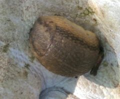 Arion fasciatus
