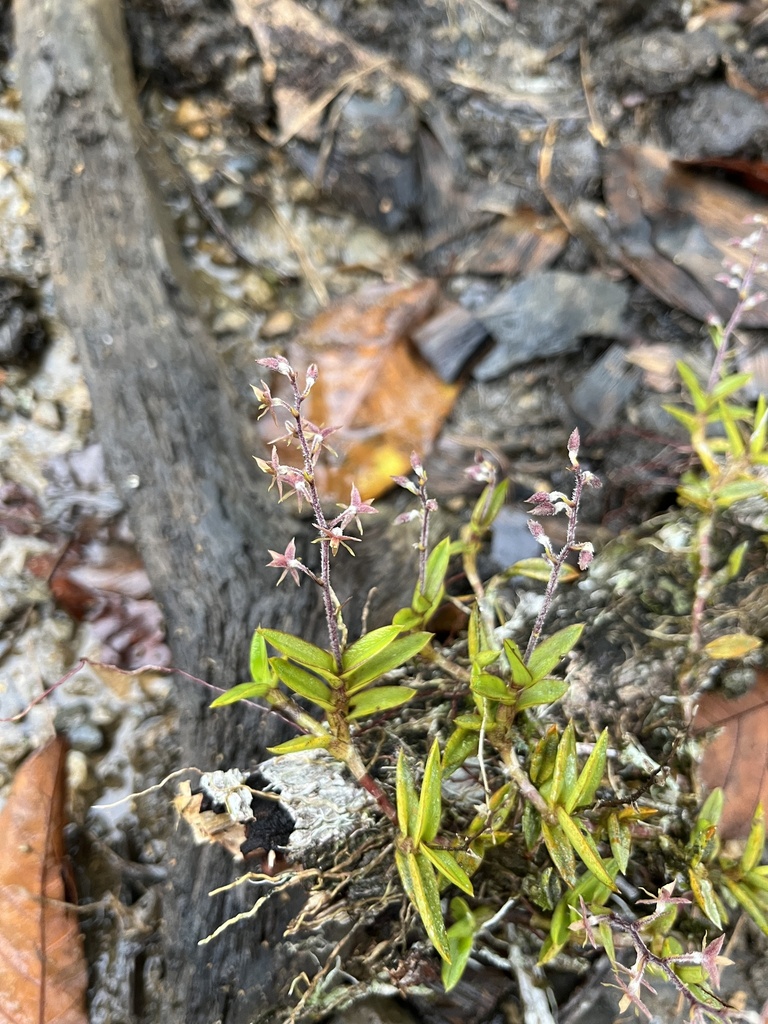 Epidendrum microphyllum
