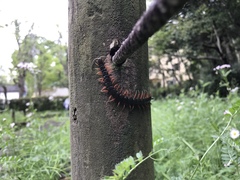 Scolopendra japonica