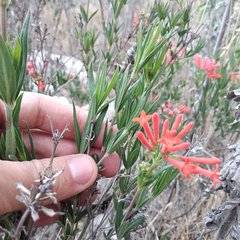 Bouvardia tenuifolia