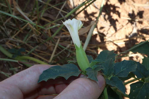 Image of Datura leichhardtii by (c) Thomas Mesaglio, some rights reserved (CC BY)