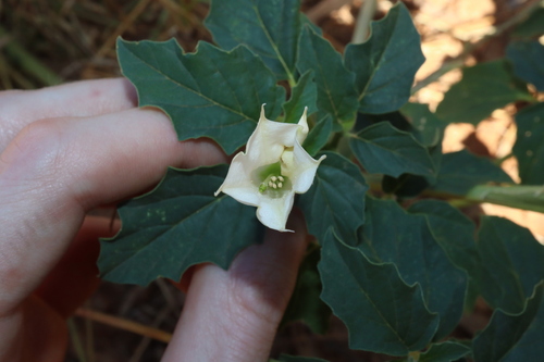 Image of Datura leichhardtii by (c) Thomas Mesaglio, some rights reserved (CC BY)