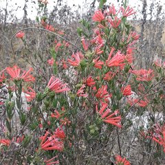 Bouvardia tenuifolia