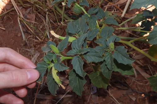 Image of Datura leichhardtii by (c) Thomas Mesaglio, some rights reserved (CC BY)