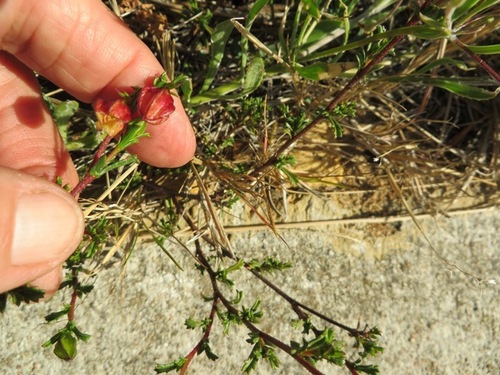 Image of Hermannia alnifolia by (c) linkie, some rights reserved (CC BY)