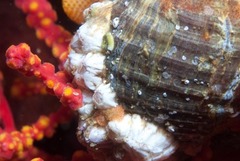 Notomegabalanus algicola