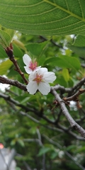 Prunus × yedoensis