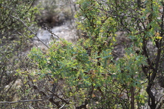 Berberis trifoliolata
