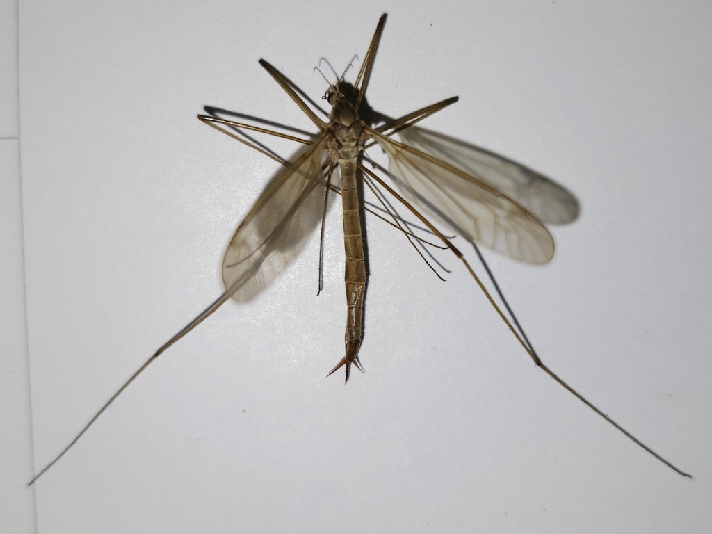 Tipula perlongipes