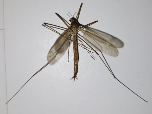Tipula perlongipes