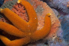 Fromia schultzei