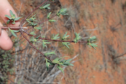 Image of Pimelea microcephala by (c) Thomas Mesaglio, some rights reserved (CC BY)