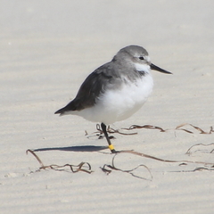 Anarhynchus frontalis